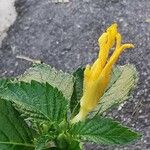 Turnera angustifolia Kwiat