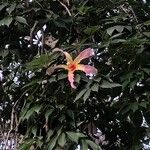 Ceiba speciosa Flower