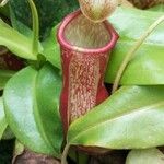 Nepenthes mirabilis Feuille