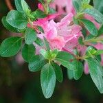 Rhododendron kiusianum Leaf