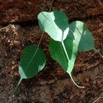 Ficus religiosa Folha