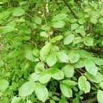 Feretia apodanthera Hoja