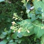 Collinsonia canadensis Flor