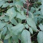 Rubus camptostachys 葉