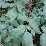 Rubus camptostachys Folha