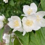 Philadelphus pubescensফুল