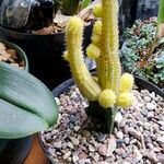 Chamaecereus silvestrii 葉