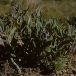 Mertensia ciliata Habitus