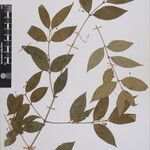 Euonymus echinatus Άλλα