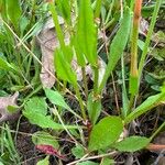 Rumex bucephalophorus Leaf