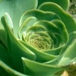 Aeonium aureum Φύλλο