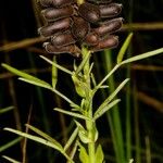 Crotalaria goreensis Hedelmä