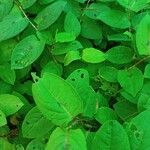 Persicaria chinensis Feuille