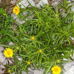 Inula ensifolia Hábito
