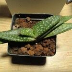 Aloe macrocarpa Folha