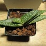 Aloe macrocarpa Blatt