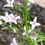 Stenaria nigricans Fleur