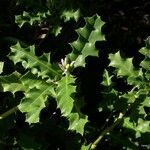 Acanthus ilicifolius Habitus