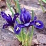 Iris reticulata Flor