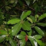 Ficus costaricana ഇല