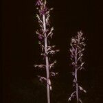 Corallorhiza wisteriana Хабит