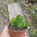 Opuntia ficus-indicaFrunză