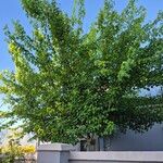 Liquidambar formosana Συνήθη χαρακτηριστικά