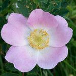 Rosa dumalis Blomst