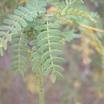 Prosopis pubescens Лист