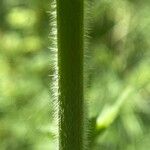 Leonurus quinquelobatus Corteza