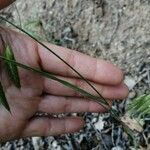 Bromus squarrosus 葉