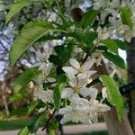 Malus toringoides পাতা