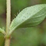 Thymus pulegioides Лист