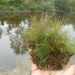 Eleocharis baldwinii 整株植物