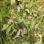 Eranthemum purpurascens Habit