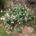 Pachystegia insignis Leaf