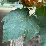 Dombeya burgessiae Leaf