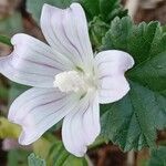 Malva neglecta Blomma