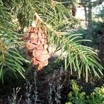 Pseudotsuga menziesii Gyümölcs