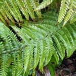 Dryopteris affinis Lapas