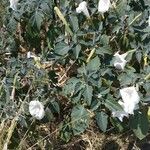 Datura wrightii फूल