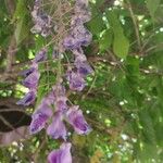 Wisteria brachybotrys Flower