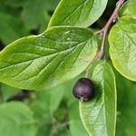 Cotoneaster acutifolius Yaprak