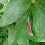 Lantana trifolia Leaf