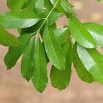 Pleiocarpa pycnantha Leaf