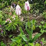 Tulipa grengiolensis Flower