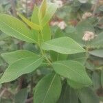 Dais cotinifolia Φύλλο
