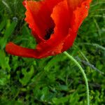 Papaver argemone Kvet