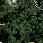 Hornungia alpina Листок