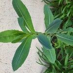 Lactuca virosa Leaf